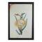 26" Yellow & Green Desert Baileya Flower Framed Wall Art